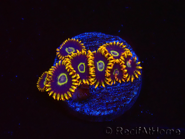 WYSIWYG - Zoanthus Rainbow Hornet