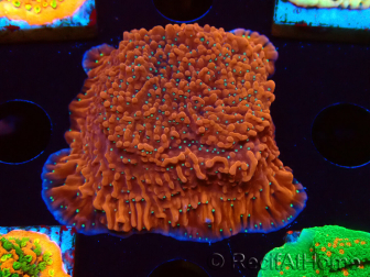 WYSIWYG SK Snow Montipora plate