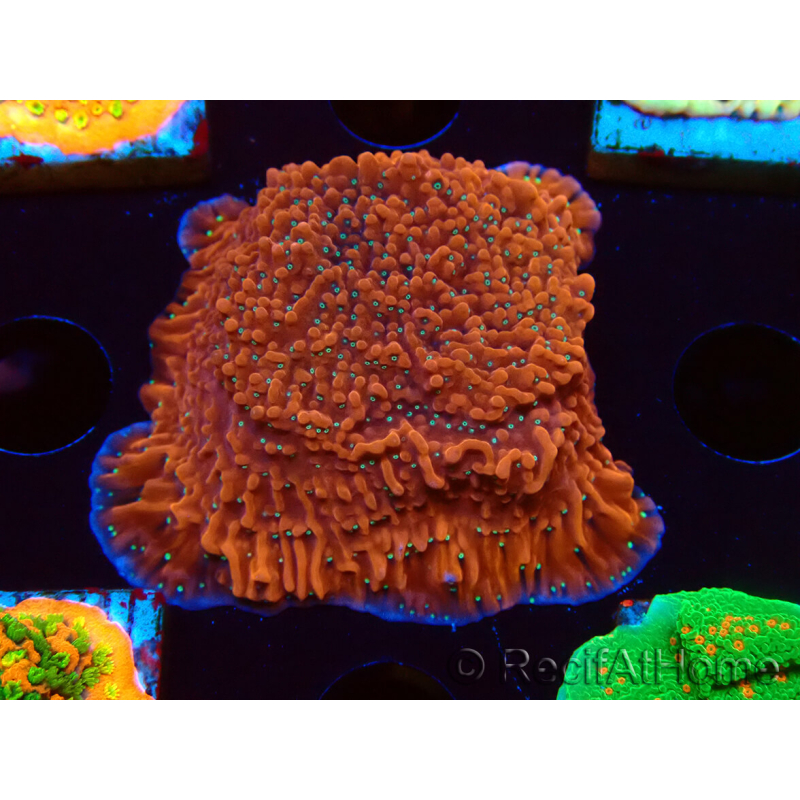 WYSIWYG SK Snow Montipora plateau