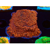 WYSIWYG SK Snow Montipora Platte