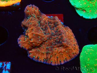WYSIWYG SK Snow Montipora Platte