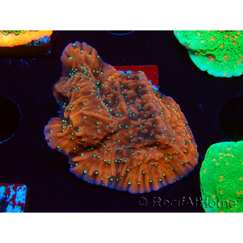 WYSIWYG SK Snow Montipora plateau