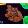 WYSIWYG SK Snow Montipora plateau 11H2
