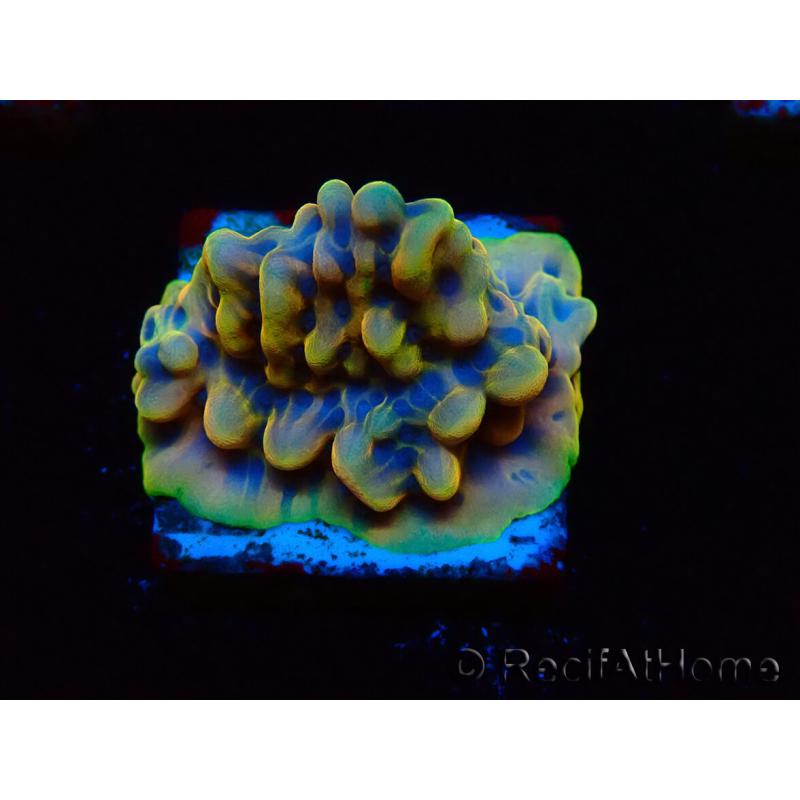 WYSIWYG Montipora Kung Pao 11H5