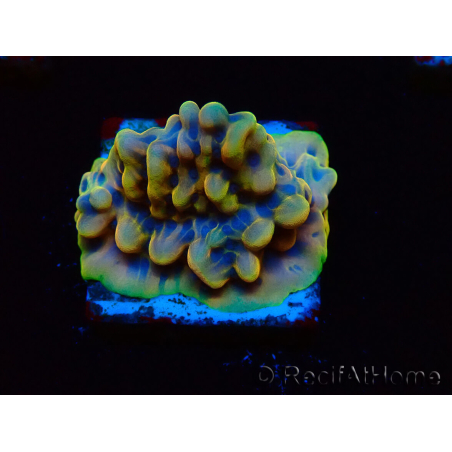 WYSIWYG Montipora Kung Pao