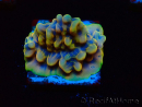 WYSIWYG Montipora Kung Pao