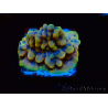 WYSIWYG Montipora Kung Pao 11H5