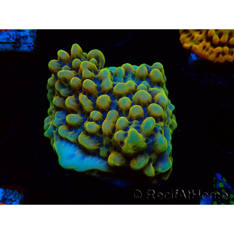WYSIWYG Montipora Kung Pao