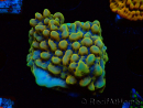 WYSIWYG Montipora Kung Pao 11H6