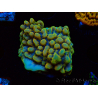 WYSIWYG Montipora Kung Pao 11H6