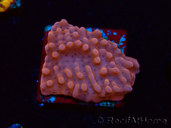 WYSIWYG RAH Montipora Princess Peach