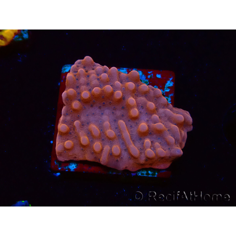 WYSIWYG RAH Montipora Princess Peach