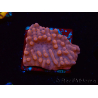 WYSIWYG RAH Montipora Princess Peach