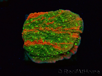 WYSIWYG WWC Sunfire GRAFTED Montipora plate