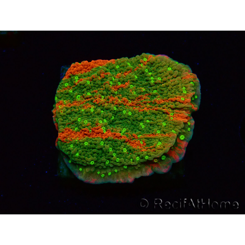 WYSIWYG WWC Sunfire GRAFTED Montipora plate