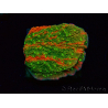 WYSIWYG WWC Sunfire GRAFTED Montipora-Plateau