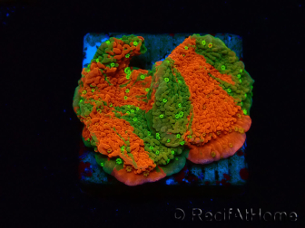 WYSIWYG WWC Sunfire GRAFTED Montipora plateau 11N7