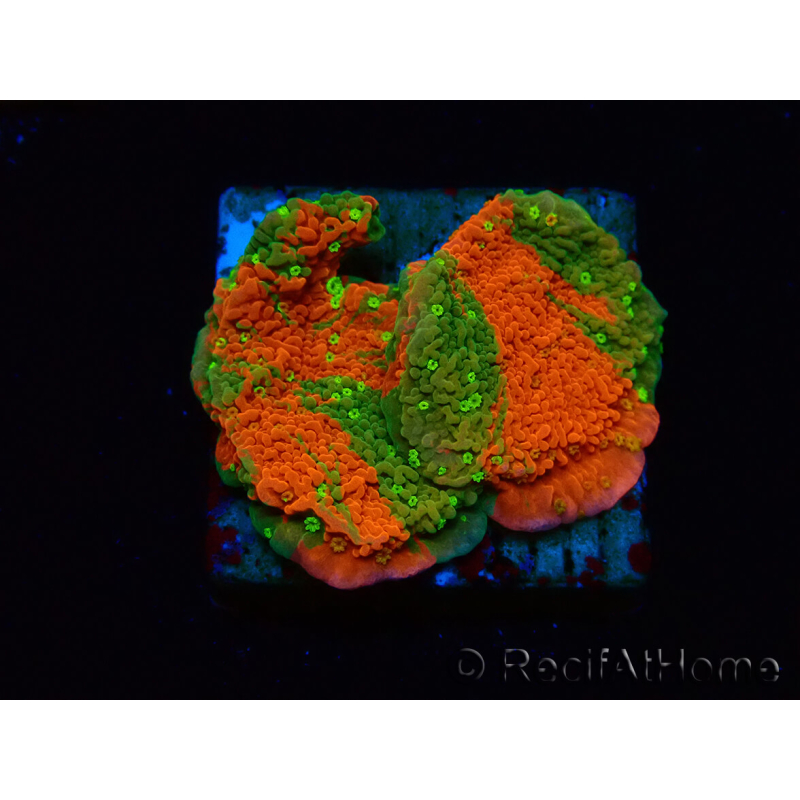 WYSIWYG WWC Sunfire GRAFTED Montipora plateau 11N7