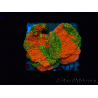 WYSIWYG WWC Sunfire GRAFTED Montipora plateau