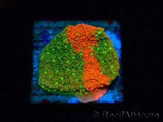 WYSIWYG WWC Sunfire GRAFTED Montipora plateau 11N8