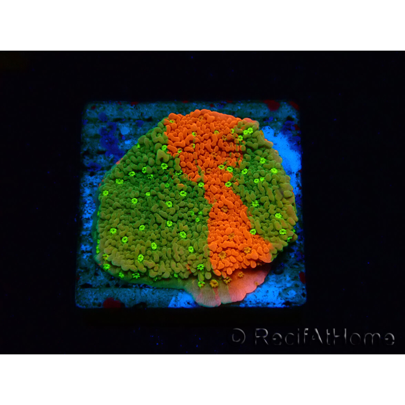 WYSIWYG WWC Sunfire GRAFTED Montipora plateau