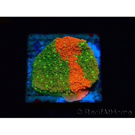 WYSIWYG WWC Sunfire GRAFTED Montipora plateau