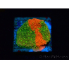 WYSIWYG WWC Sunfire GRAFTED Montipora plateau
