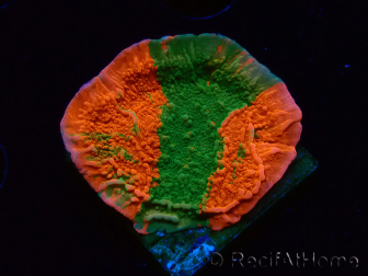 WYSIWYG Montipora plateau GRAFTED ULTRA