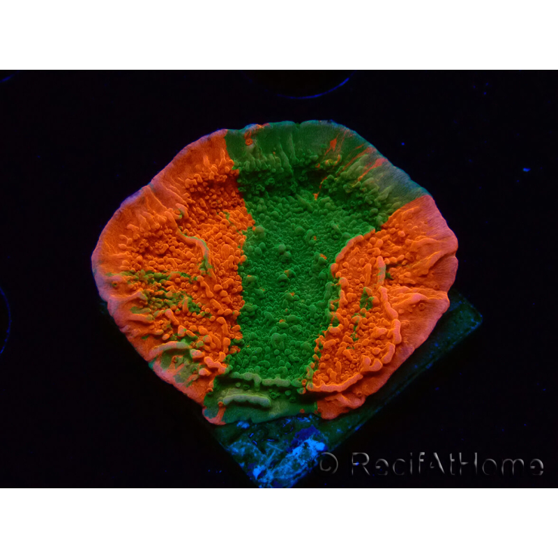 WYSIWYG Montipora plate GRAFTED ULTRA