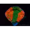 WYSIWYG Montipora plate GRAFTED ULTRA