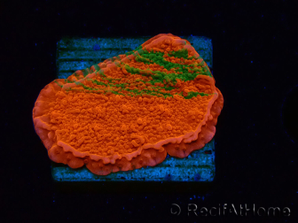 WYSIWYG Montipora plateau GRAFTED ULTRA 11O6