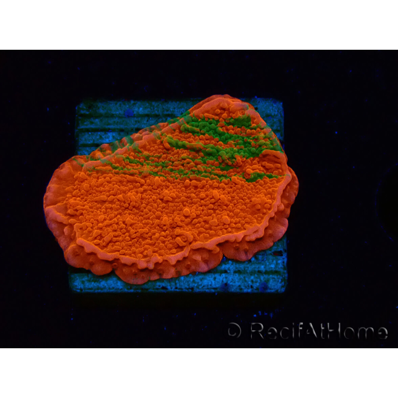 WYSIWYG Montipora Plateau GRAFTED ULTRA