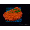 WYSIWYG Montipora Plateau GRAFTED ULTRA