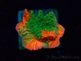 WYSIWYG Montipora plateau GRAFTED ULTRA 11O7