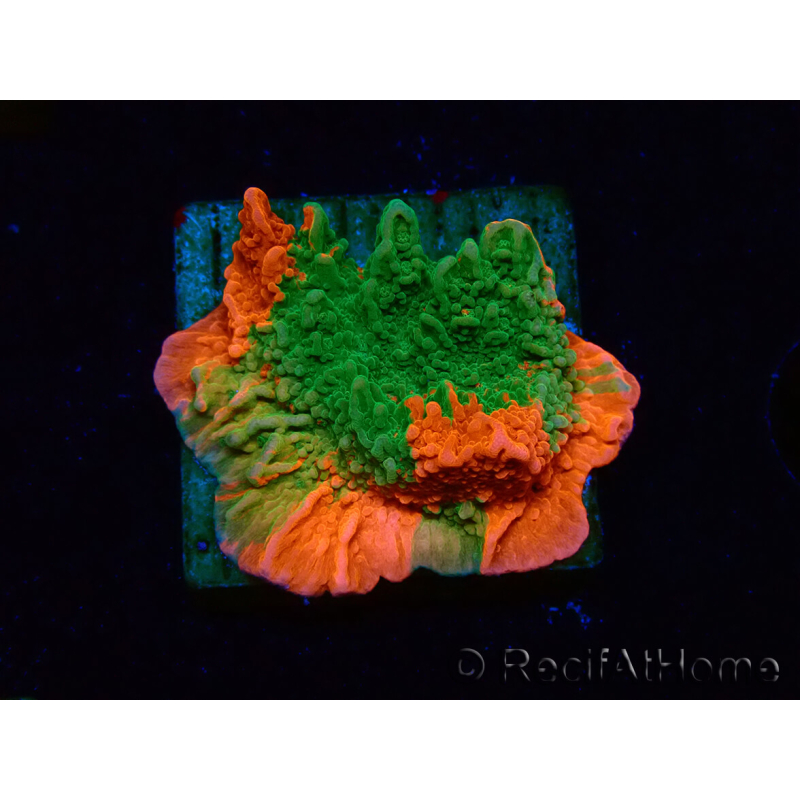 WYSIWYG Montipora plateau GRAFTED ULTRA 11O7