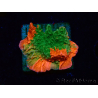 WYSIWYG GRAFTED ULTRA B1 Montipora plateau