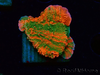 WYSIWYG Montipora plateau GRAFTED ULTRA 11O8
