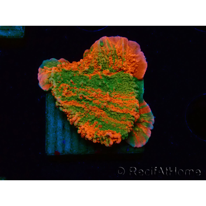 WYSIWYG Montipora-Platte GRAFTED ULTRA
