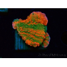WYSIWYG Montipora plate GRAFTED ULTRA