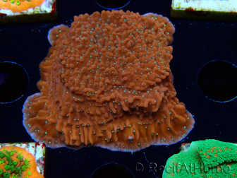 WYSIWYG SK Snow Montipora Platte