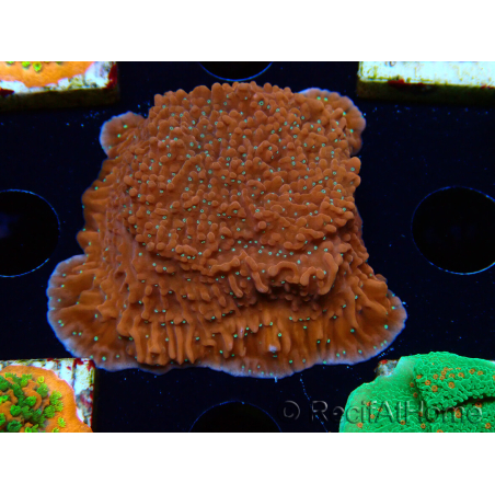 WYSIWYG SK Snow Montipora plateau