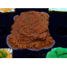WYSIWYG SK Snow Montipora Platte