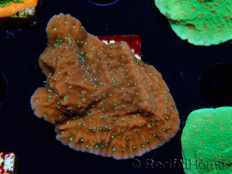 WYSIWYG SK Snow Montipora Platte