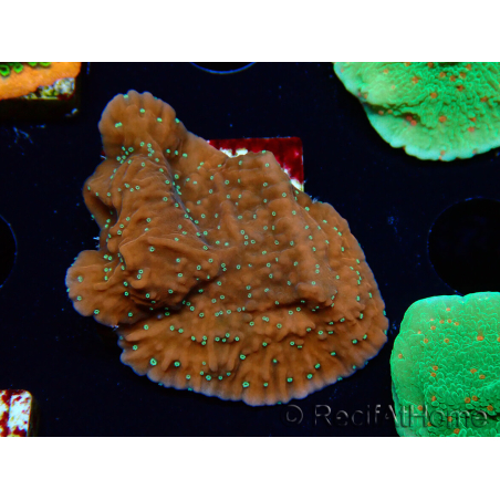 WYSIWYG SK Snow Montipora plateau
