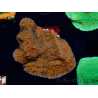 WYSIWYG SK Snow Montipora Platte