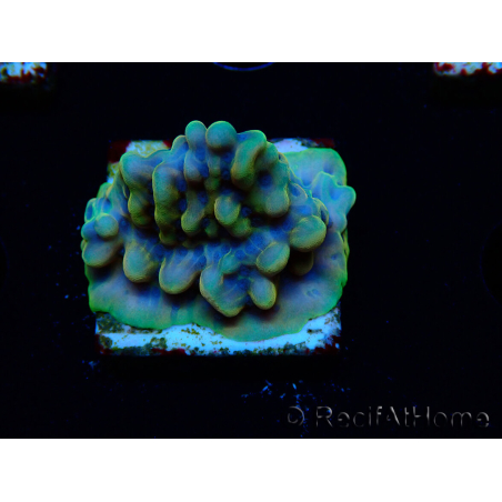 WYSIWYG Montipora Kung Pao