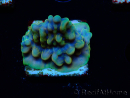 WYSIWYG Montipora Kung Pao