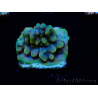 WYSIWYG Montipora Kung Pao 11H5