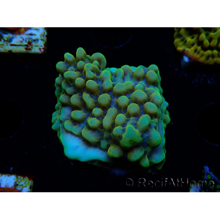 WYSIWYG Montipora Kung Pao 11H6