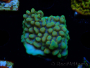WYSIWYG Montipora Kung Pao 11H6
